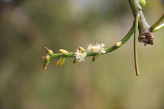 Rhipsalis teres