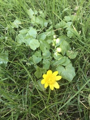 Ficaria verna
