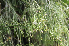 Rhipsalis teres