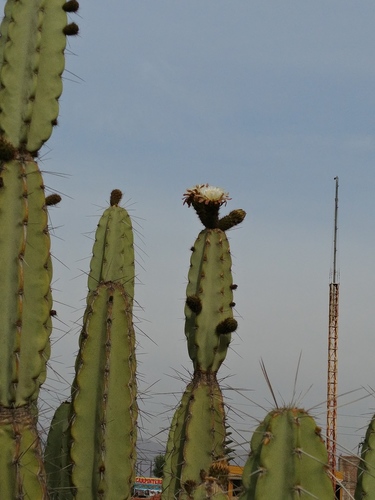 Armatocereus riomajensis (Armatocereus riomajensis)