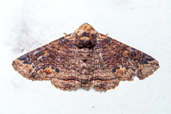 Pericyma cruegeri