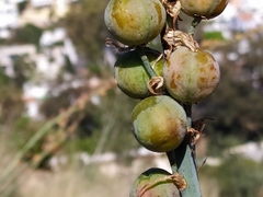 Asphodelus cerasiferus