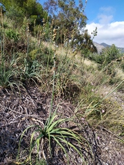 Asphodelus cerasiferus