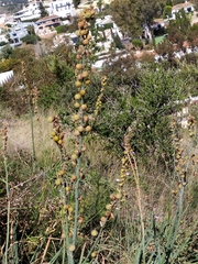 Asphodelus cerasiferus