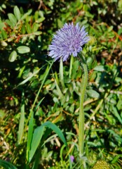 Knautia integrifolia