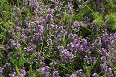Thymus odoratissimus