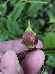 Contarinia cerasiserotinae