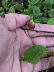 Contarinia cerasiserotinae