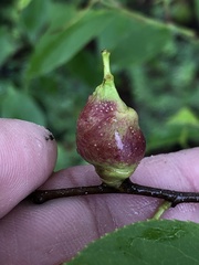 Contarinia cerasiserotinae