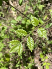 Fraxinus quadrangulata