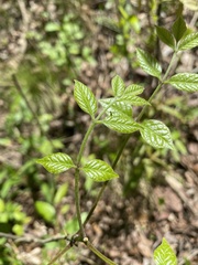 Fraxinus quadrangulata