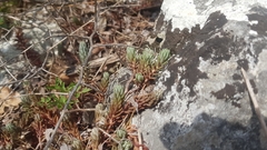 Petrosedum ochroleucum