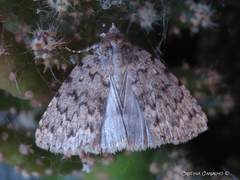 Autophila cataphanes