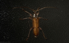 Strongylurus thoracicus