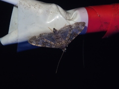 Dysallacta negatalis