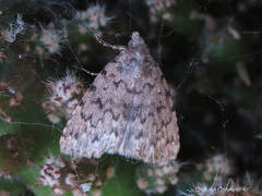 Autophila cataphanes