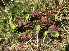 Euphorbia portlandica