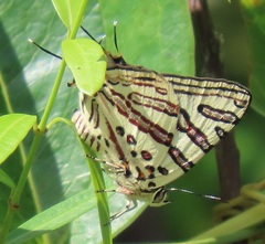 Cigaritis natalensis