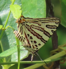 Cigaritis natalensis