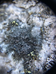 Rhizocarpales