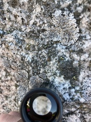 Rhizocarpales