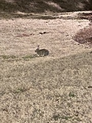 Sylvilagus floridanus
