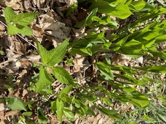Lithospermum latifolium
