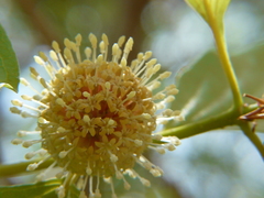 Mitragyna parvifolia