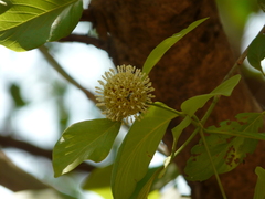 Mitragyna parvifolia