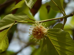 Mitragyna parvifolia