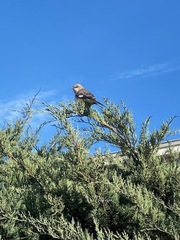 Mimus polyglottos