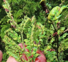 Aceria dichrostachia