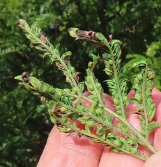 Aceria dichrostachia