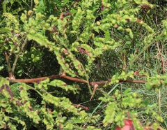 Aceria dichrostachia