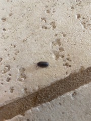 Armadillidium vulgare