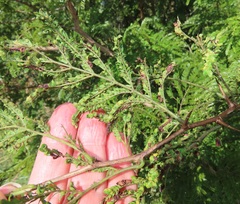 Aceria dichrostachia