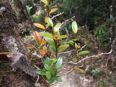 Bulbophyllum mutabile