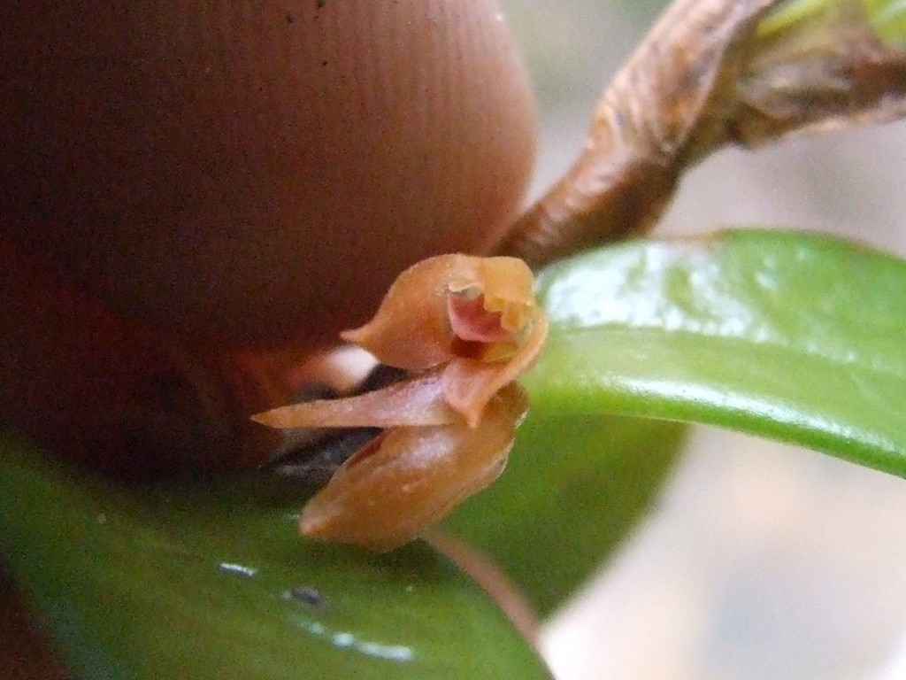 Bulbophyllum mutabile