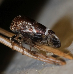 Ophiderma