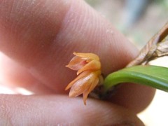 Bulbophyllum mutabile