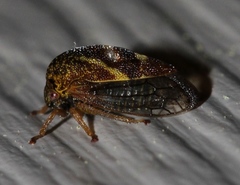 Cyrtolobus fuliginosus