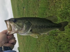 Micropterus salmoides