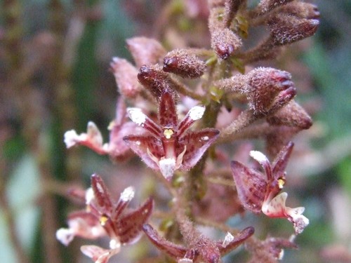 Mycaranthes