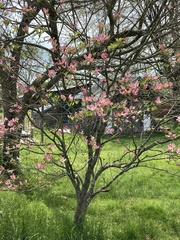 Cornus florida rubra