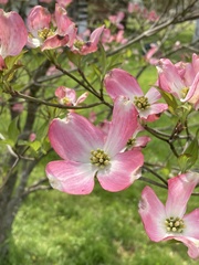 Cornus florida rubra