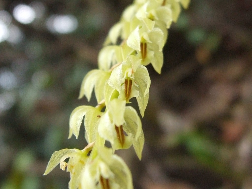 Dendrochilum crassifolium