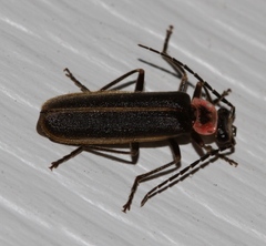 Podabrus brevicollis