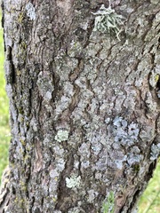Cornus florida rubra