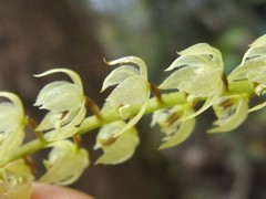 Dendrochilum crassifolium