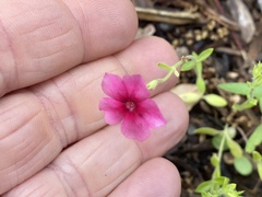 Phlox drummondii
